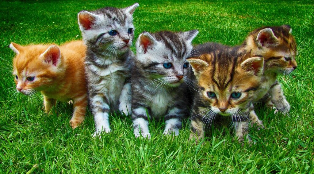 4 süße Katzenkinder